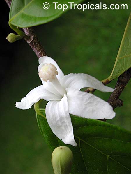 معرفی و راهنمای پرورش درختان میوه - گل کاکائو